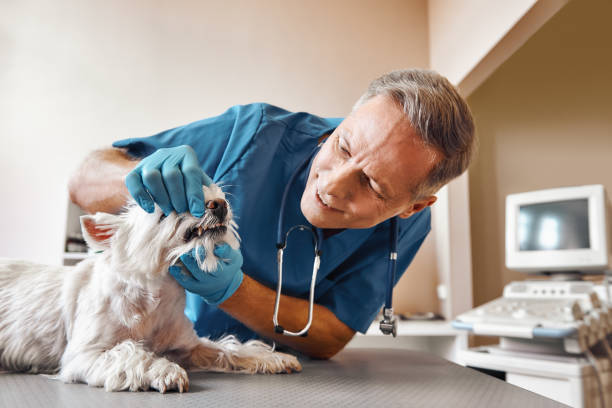Best Dental Emergency Near Me  in South Monroe, MI
